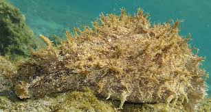 /products/dolabella-auricularia/